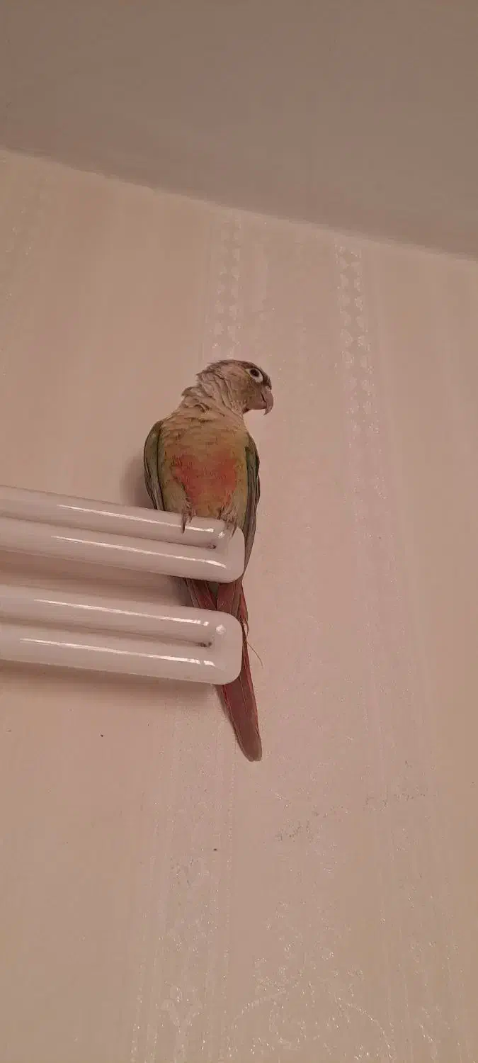 گرینچیک چهار ماهه|پرنده|اندیشه, اندیشه فاز ۵|دیوار