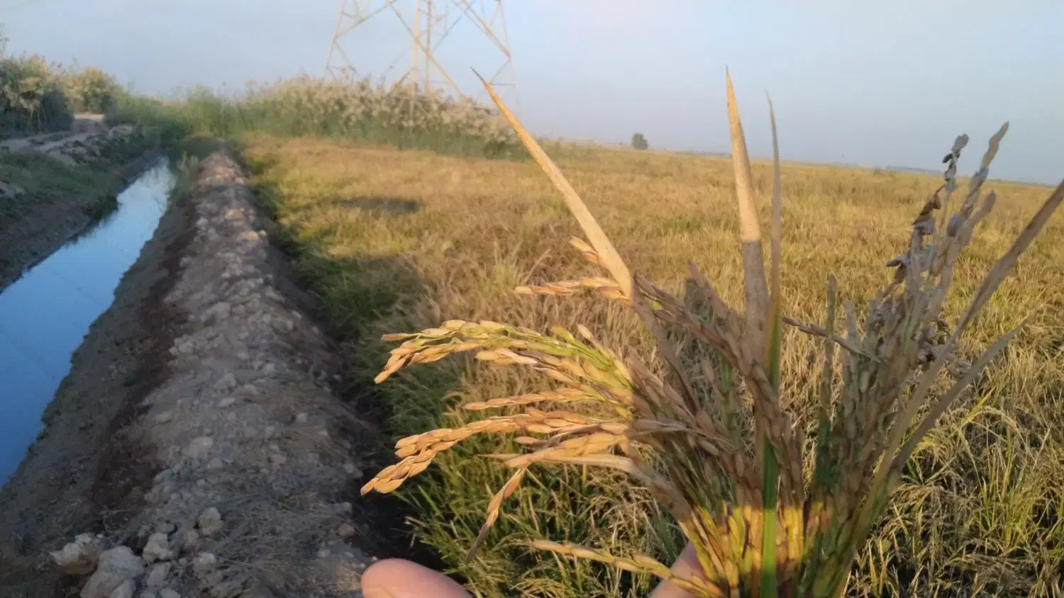 برنج شاهبنپپور/شوشتر،/پخش عمده برنح ایرانی عنبرو|عمدهفروشی|شوشتر, |دیوار