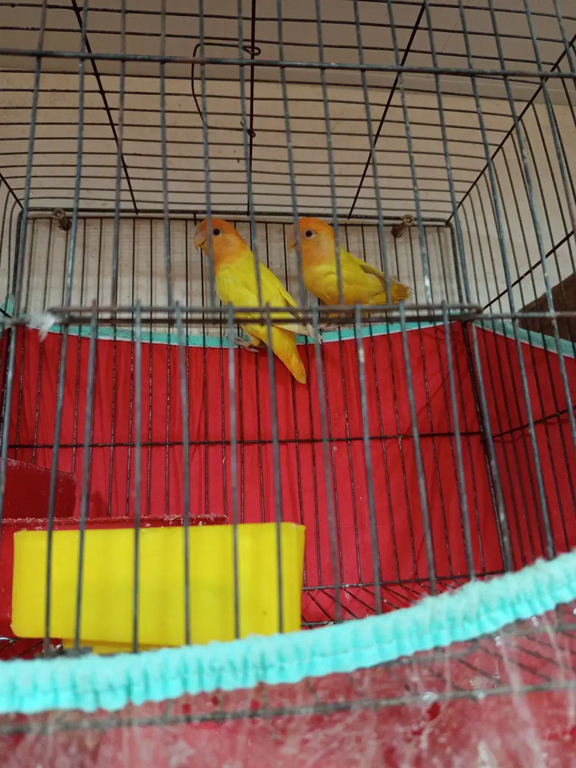 صورت هلویی برزیلی|پرنده|چغادک, |دیوار