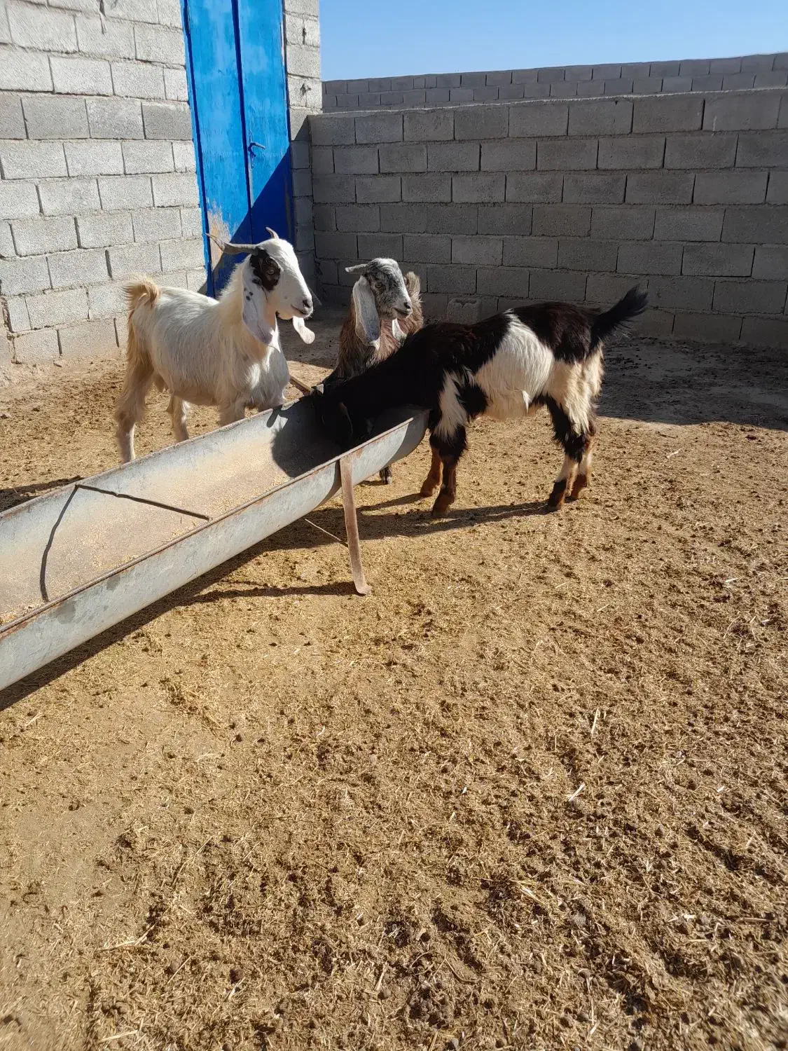 بزغاله نر|حیوانات مزرعه|گنبد کاووس, |دیوار