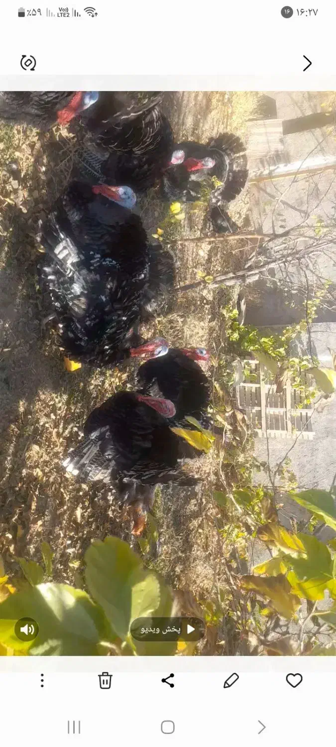 فردش بوقلمون|حیوانات مزرعه|رزن, |دیوار