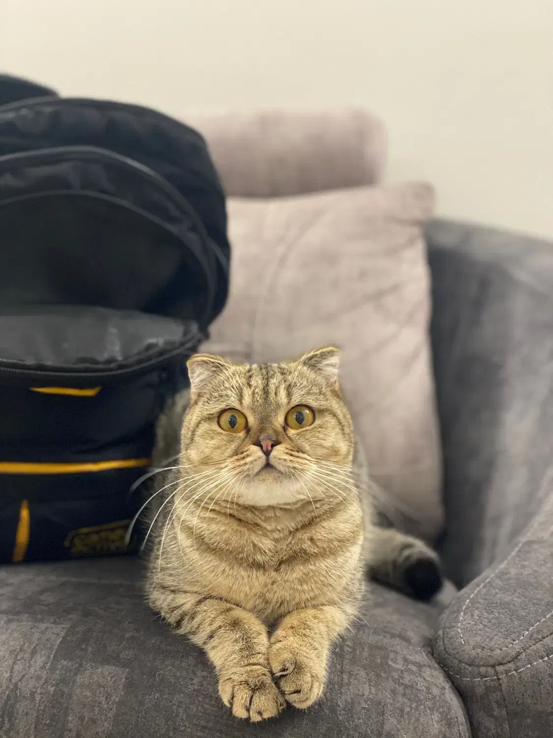 واگذاری گربه اسکاتیش فولد ماده آماده جفت|گربه|مشهد, هنرور|دیوار