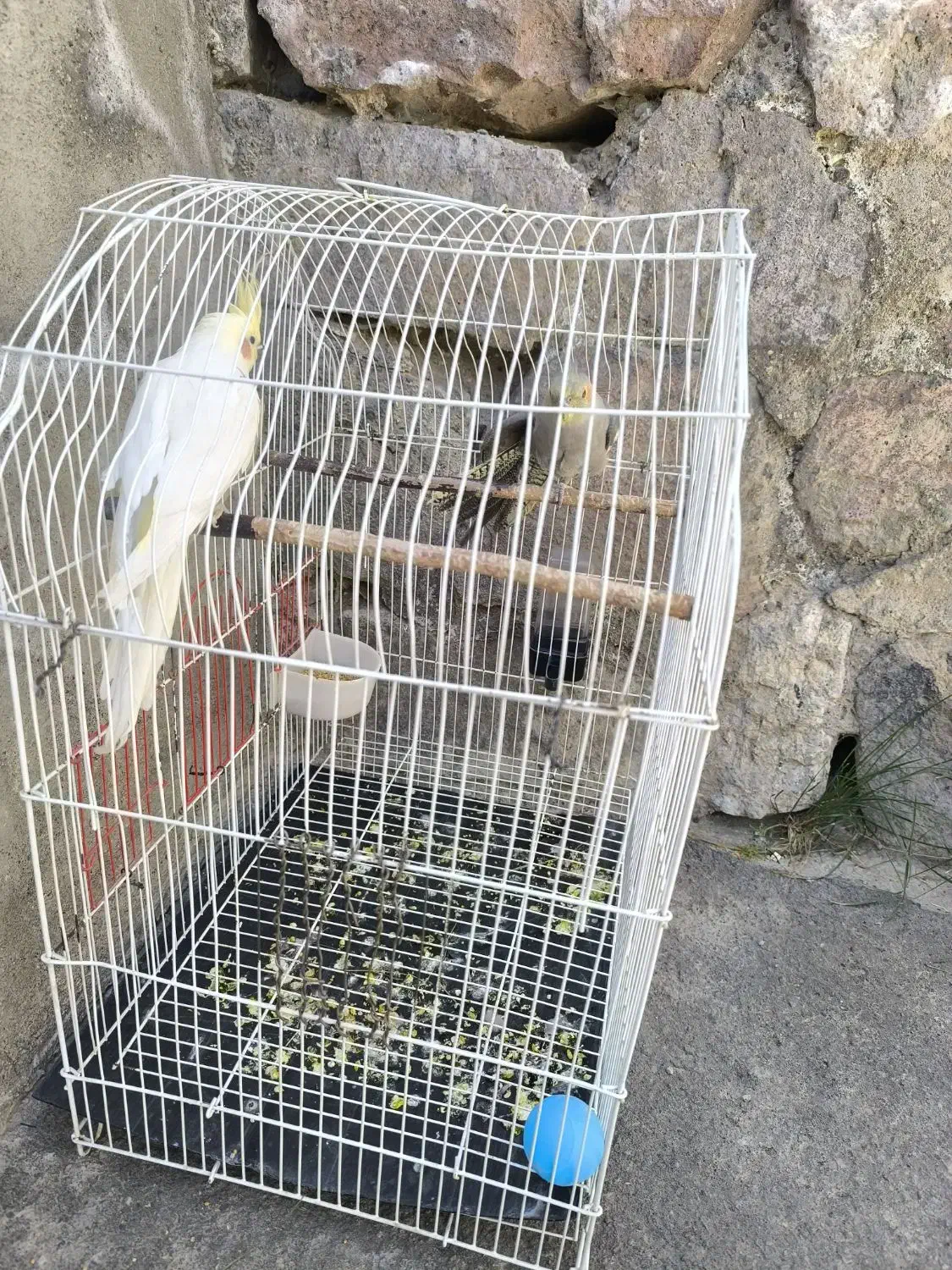 فروش عروس هلندی|پرنده|مراغه, |دیوار