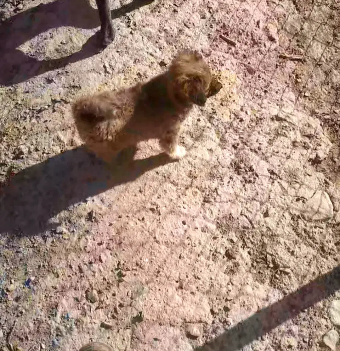 توله سگ پودل شیتزو|سگ|تفرش, |دیوار