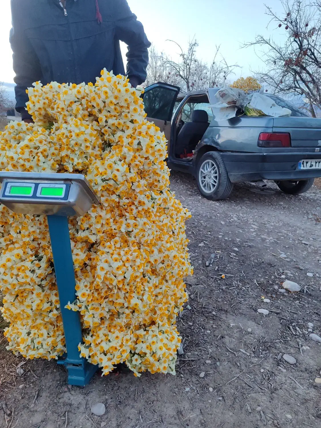فروش عمده گل نرگس مستقیم از مزرعه به سراسر کشور|گل و گیاه طبیعی|شیراز, جوادیه|دیوار