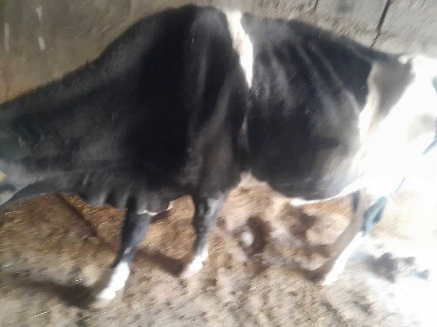 گاو‌سیمتال پنج ماه ابستن شکم چهارم|حیوانات مزرعه|باغ ملک, |دیوار