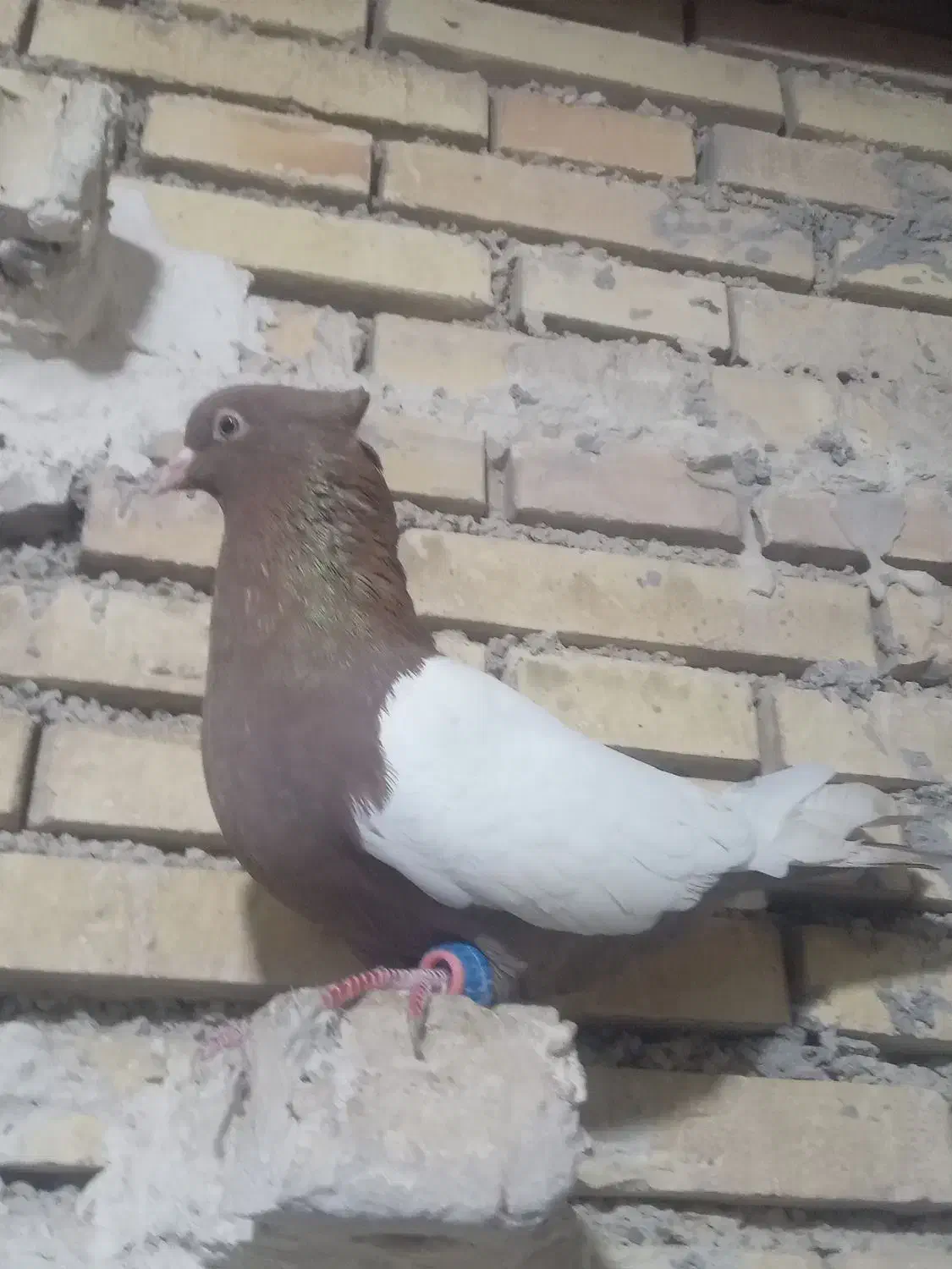 گبوتر گرفتنی شب|پرنده|خرمشهر, |دیوار