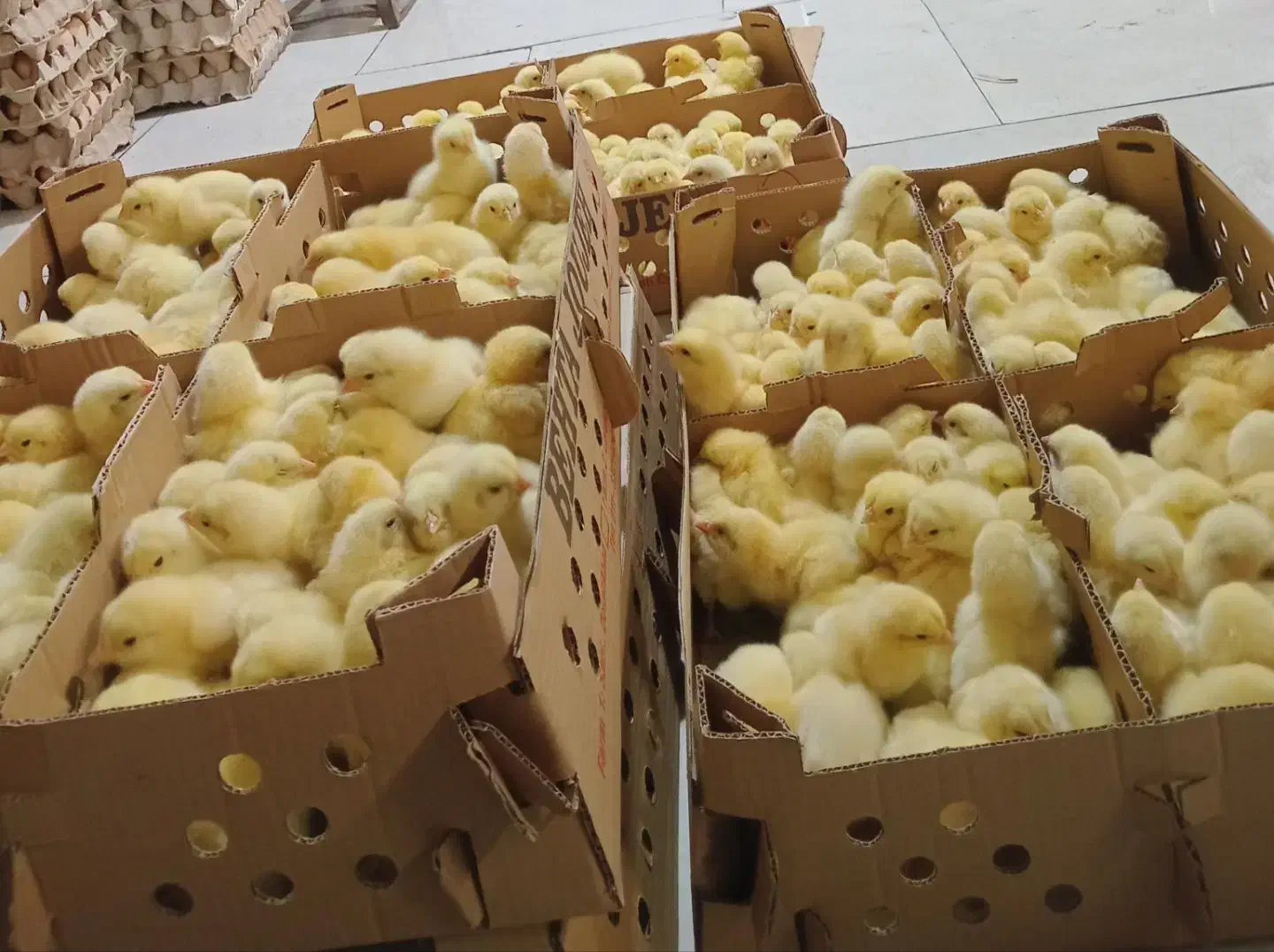 راس ۳۰۸|حیوانات مزرعه|اردکان, |دیوار