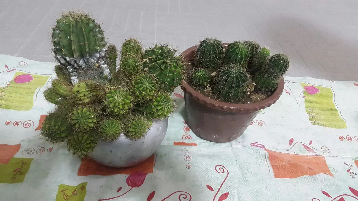 گل زیبا|گل و گیاه طبیعی|سرپل ذهاب, |دیوار