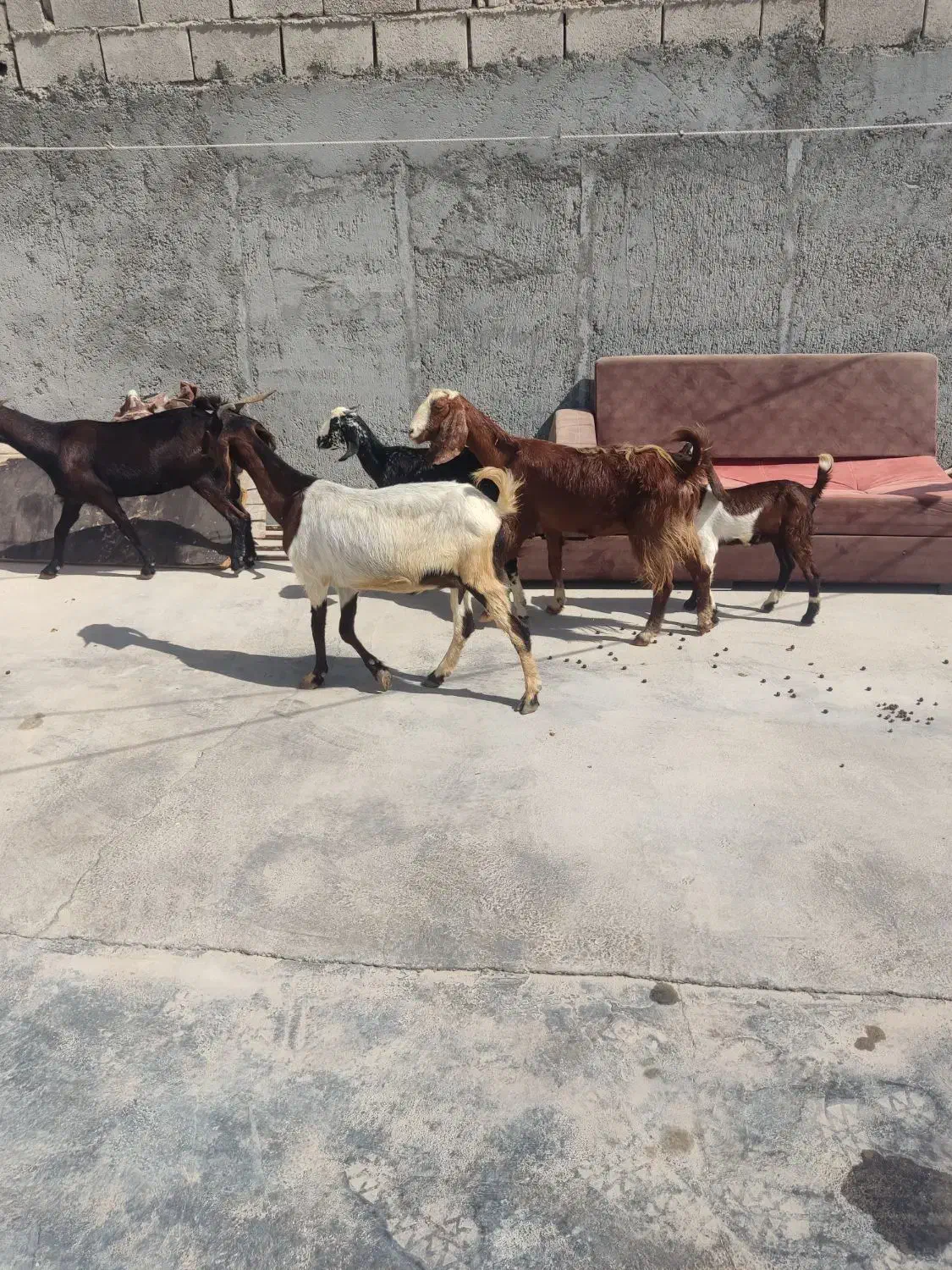 چهار تا بزه کهر دار دورگ پاکستانی|حیوانات مزرعه|کاکی, |دیوار