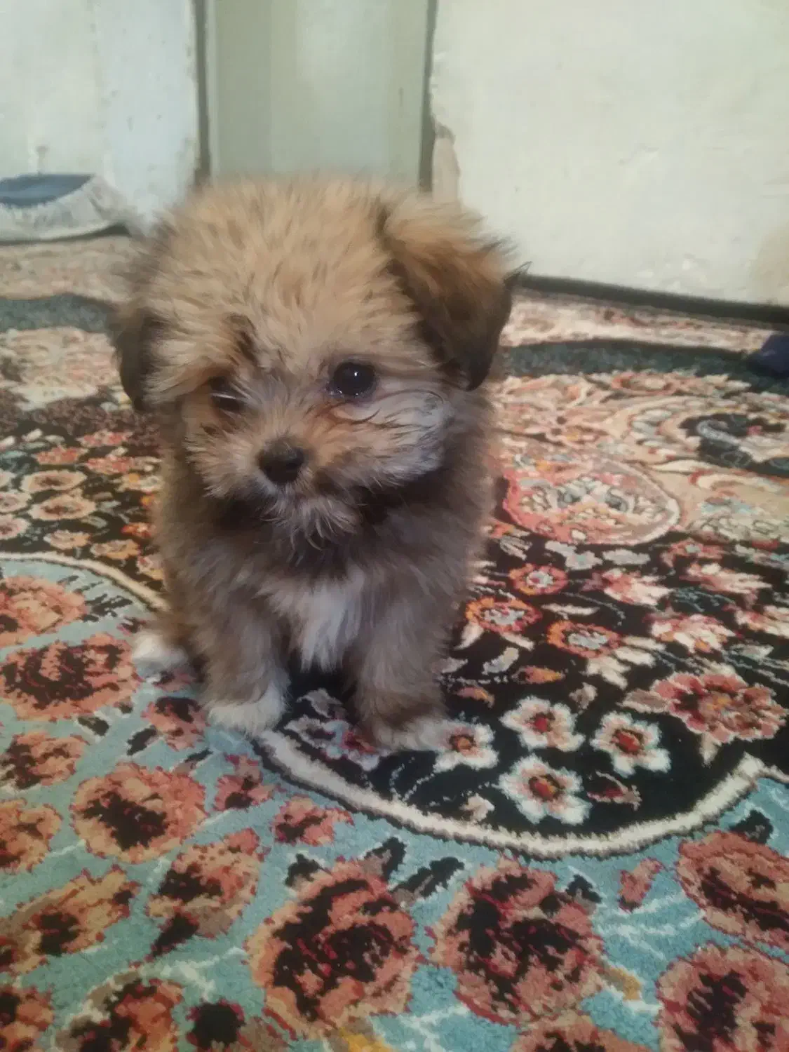 سگ ماده|سگ|خرم‌آباد, |دیوار