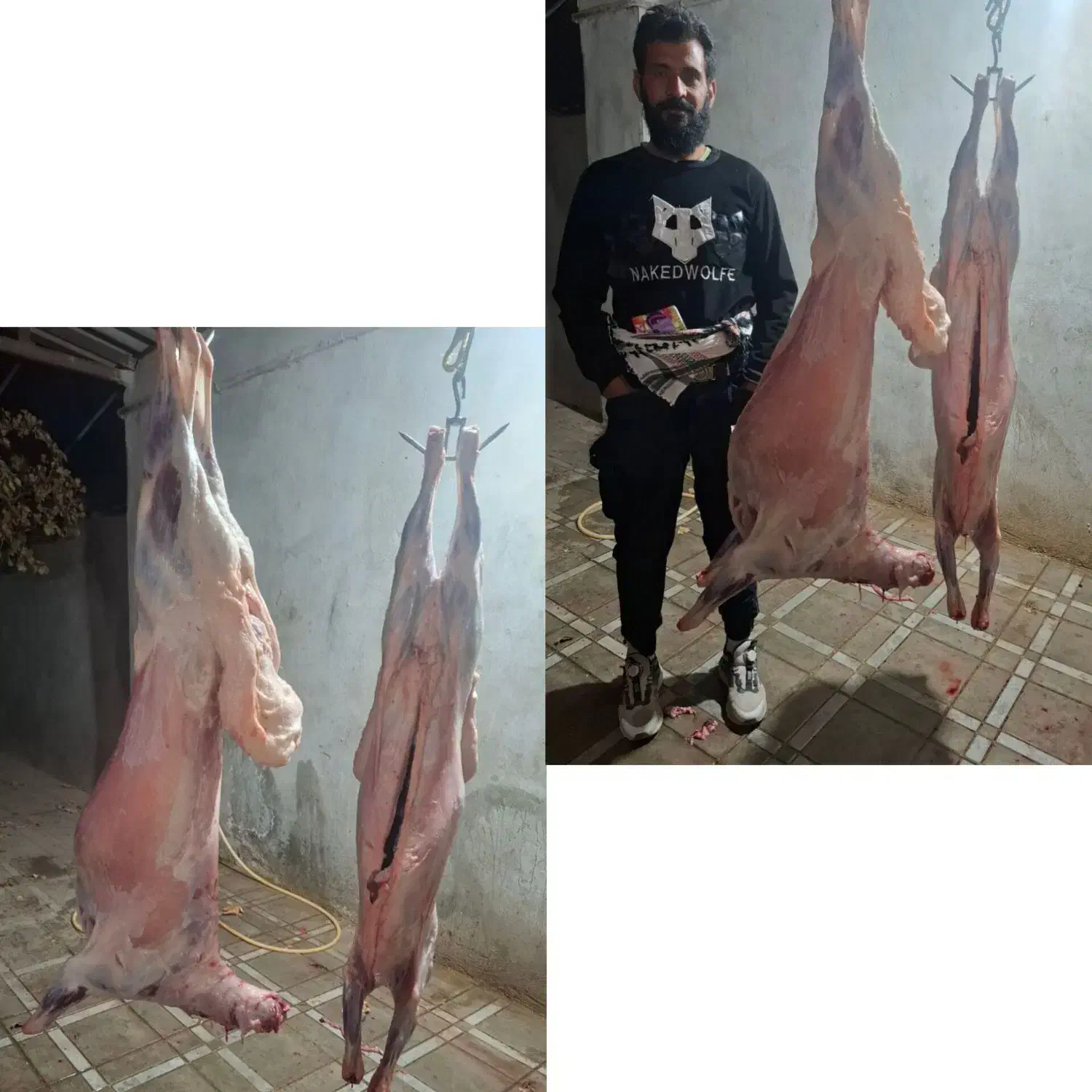 گوسفند بخرید یک دست جگرهدیه بگیرید /خونی|حیوانات مزرعه|مشهد, نوید|دیوار