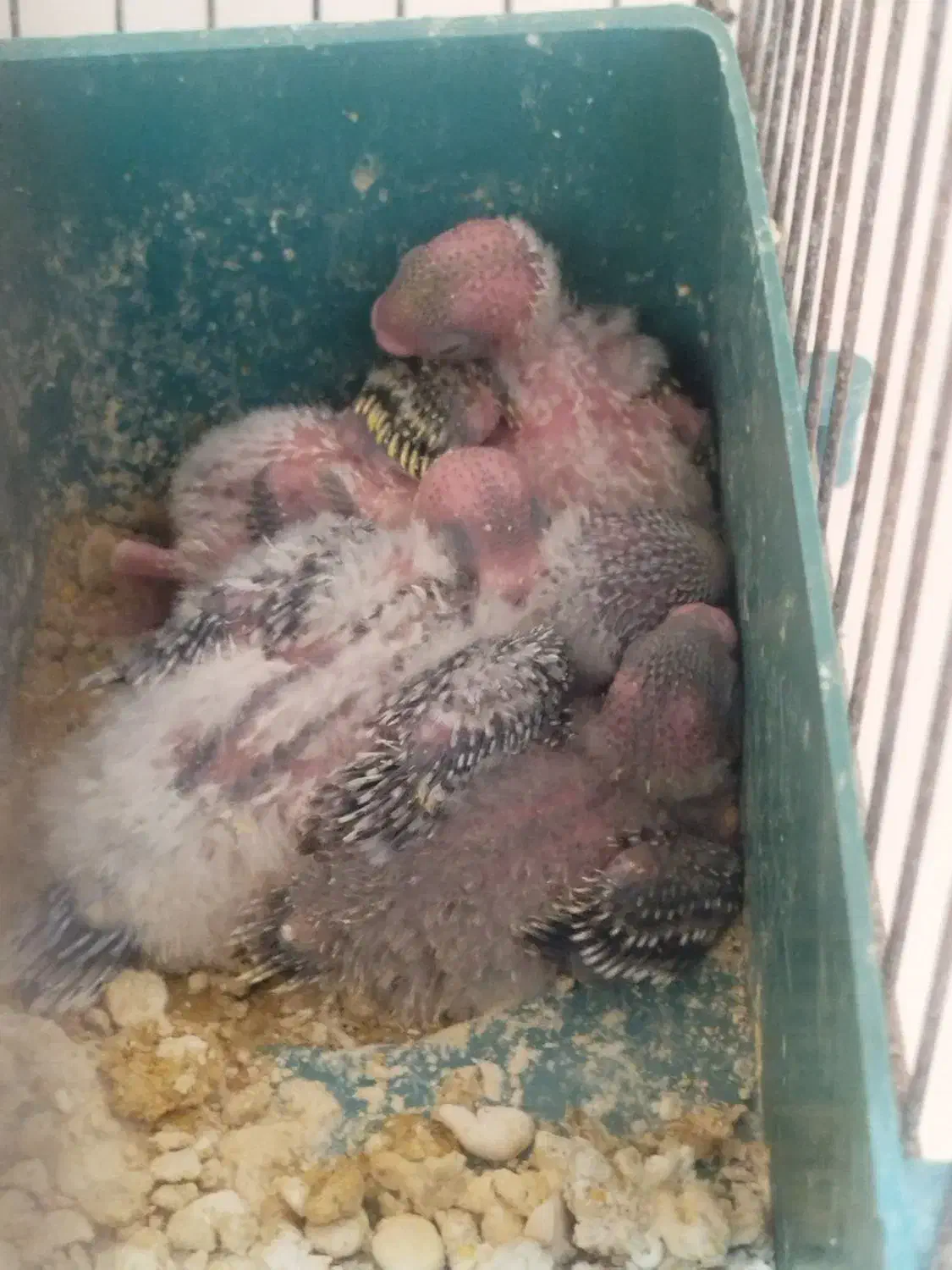 مرغ عشق با ۵عدد جوجه.|پرنده|اهواز, شهرک اکباتان|دیوار