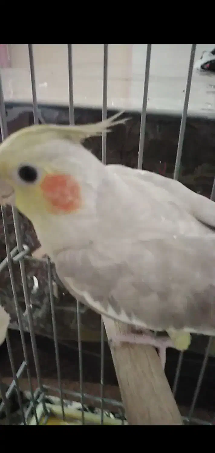 عروس هلندی ماده و قفس سهره دست ساز|پرنده|رباطکریم, شهرک والفجر|دیوار