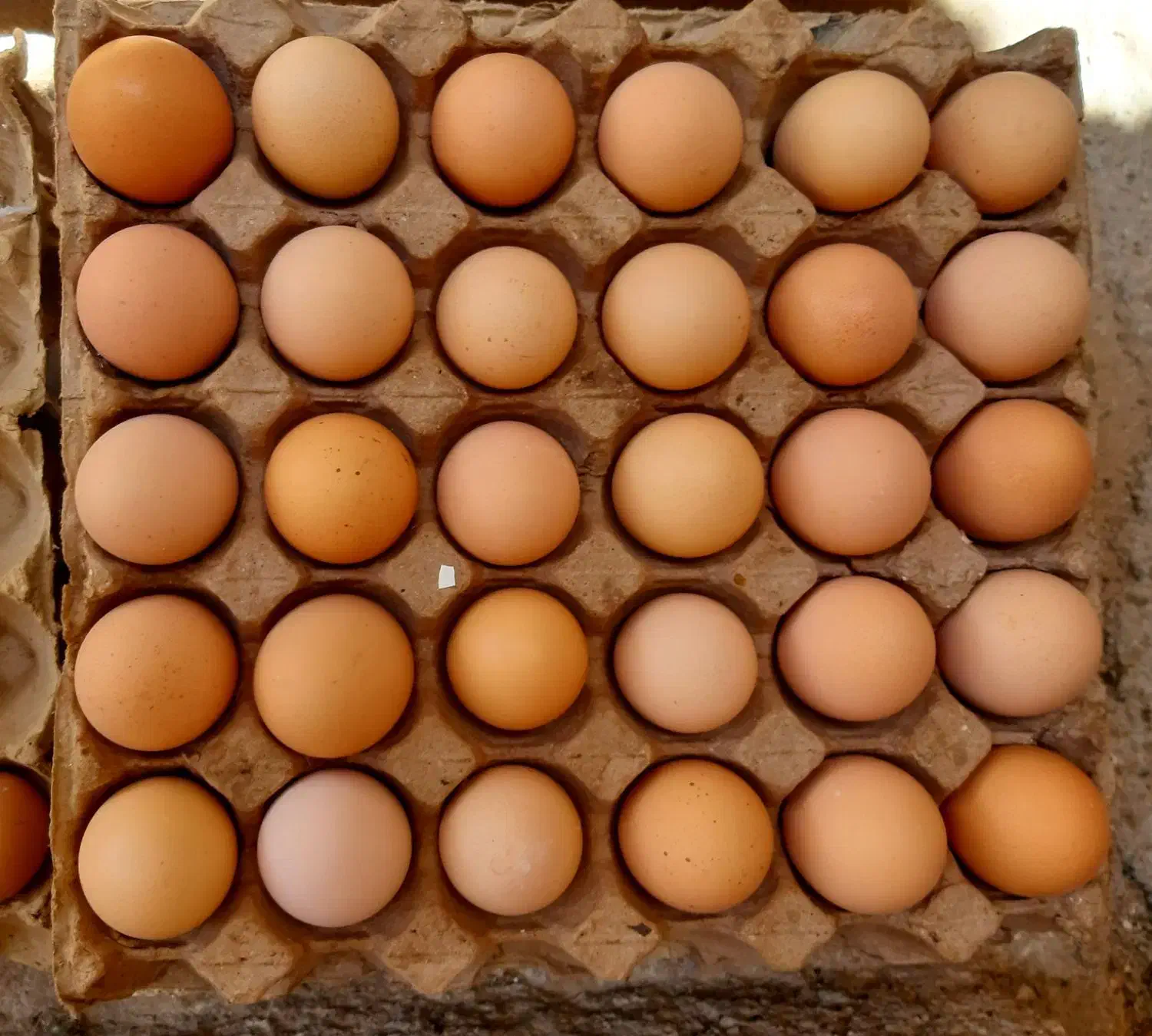تخم مرغ محلی گلپایگانی اصل|خوردنی و آشامیدنی|خرامه, |دیوار