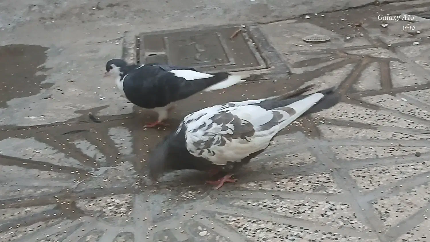 کبوتر سالم|پرنده|مشهد, شهید قربانی|دیوار