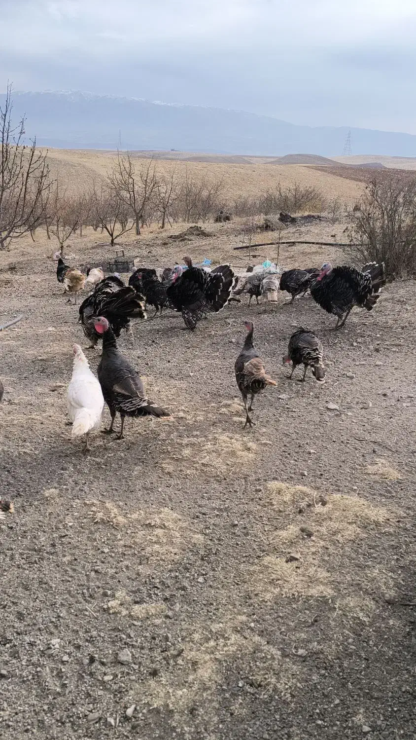 تعدادی بوقلمون طبیعی|حیوانات مزرعه|اهر, |دیوار