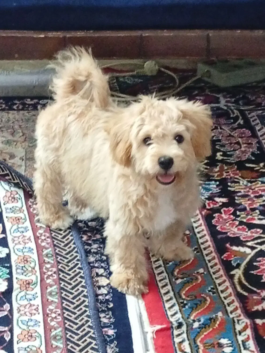 سگ پودل|سگ|قم, هفت تیر|دیوار