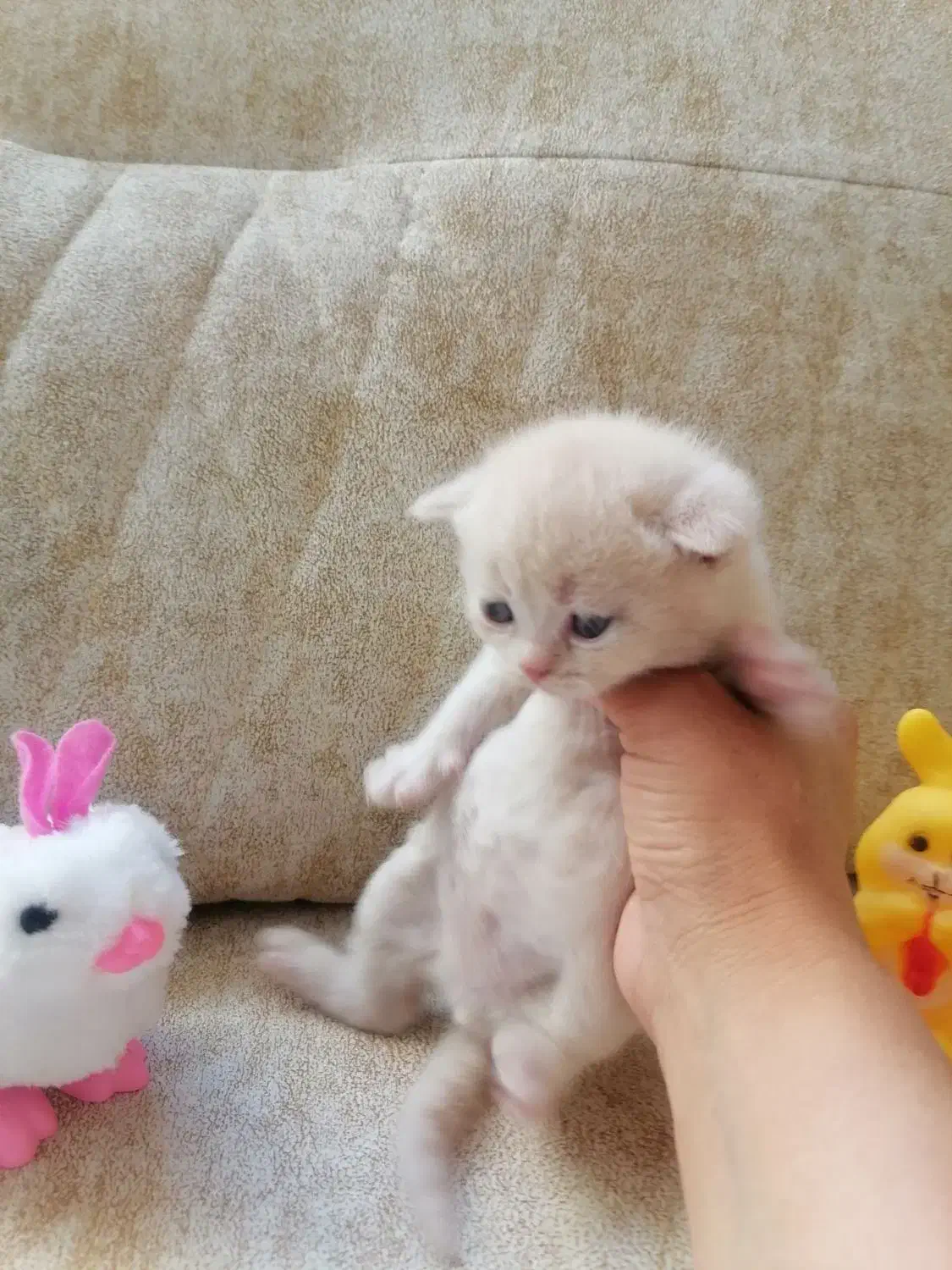 فروش چهار بچه گربه اسکاتیش فولد|گربه|اصفهان, خانه اصفهان|دیوار