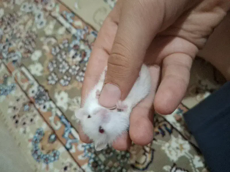 همستر  کمپل|موش و خرگوش|تهران, شهرک فردوس (حسینی)|دیوار