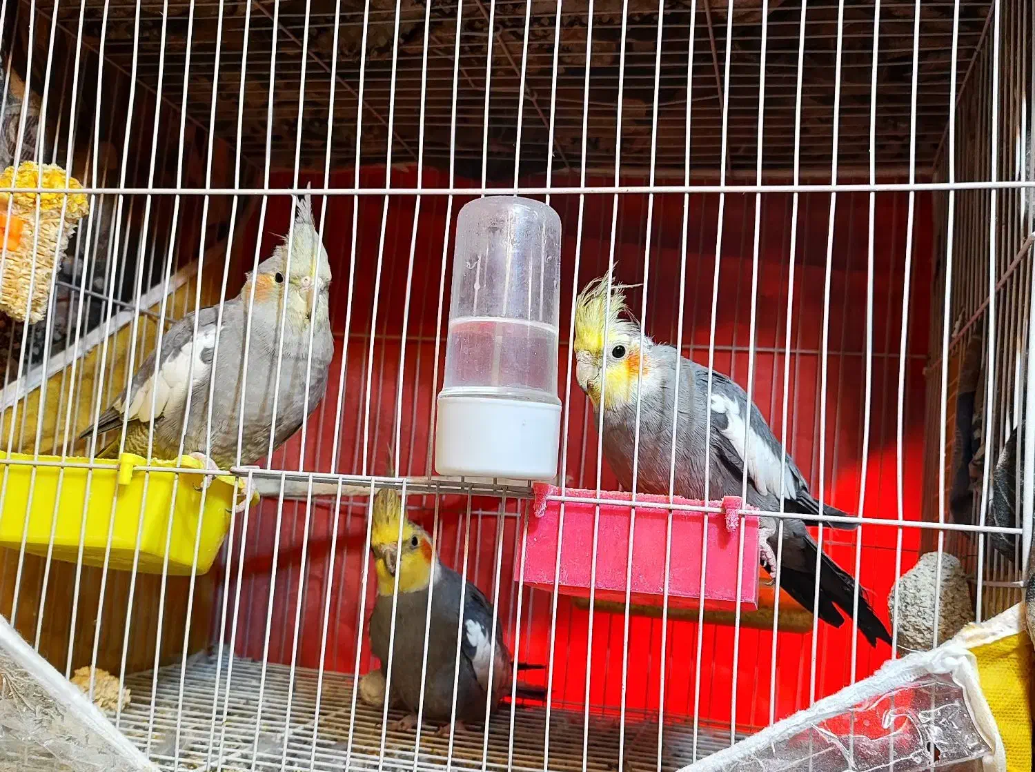 عروس هلندی پرورش خانگی|پرنده|مشهد, ادیب نیشابوری (شهرک غرب)|دیوار