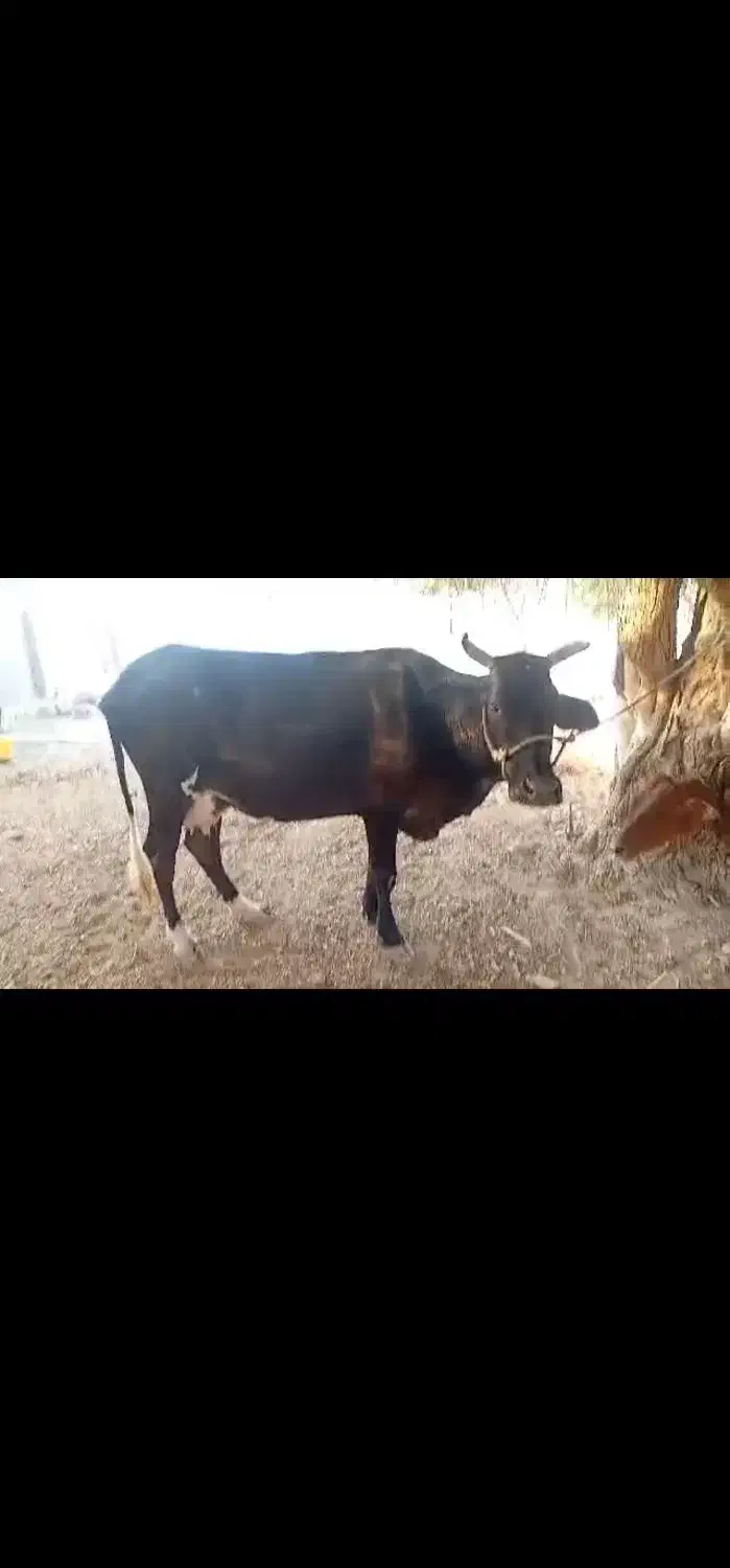 گاوشیری جرسی ۱۱۰تومان|حیوانات مزرعه|بندرلنگه, |دیوار