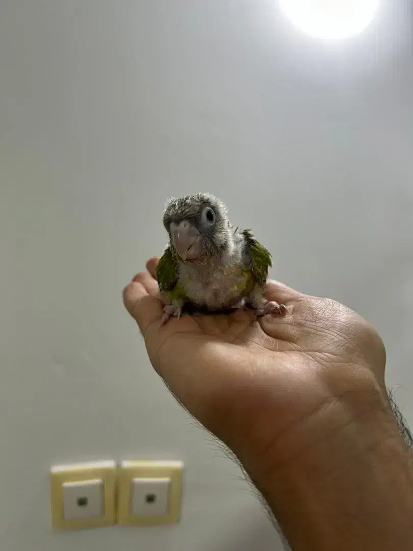 گرینچیک سرلاکی نژاد سینامون|پرنده|کلاردشت, |دیوار