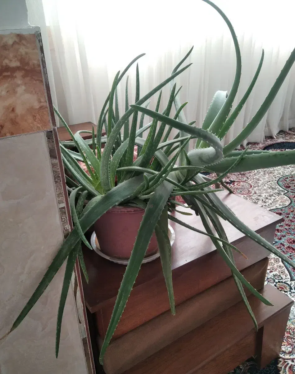 آلوئه ورا|گل و گیاه طبیعی|مشهد, انقلاب|دیوار