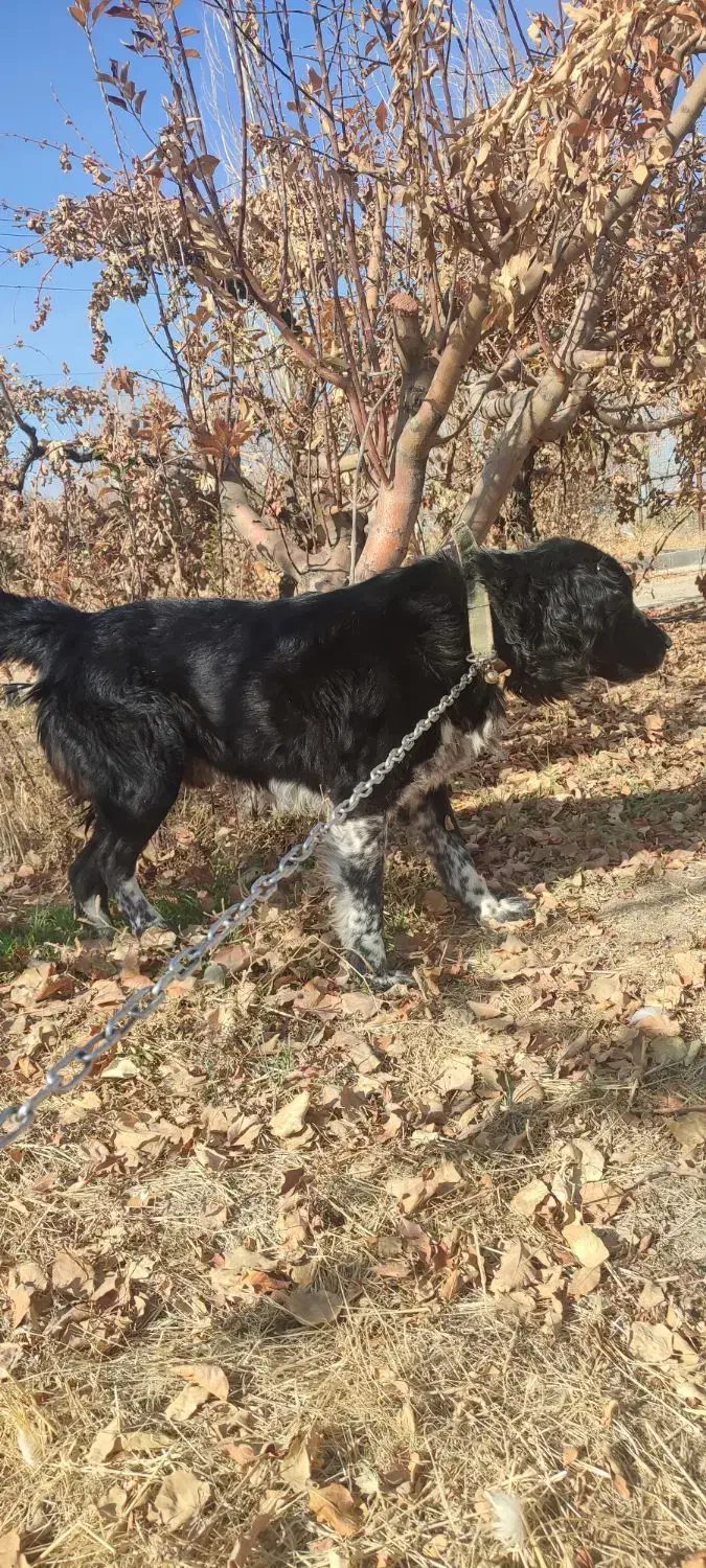 واگذاری سگ قدرجونی اصیل|سگ|کرمانشاه, |دیوار