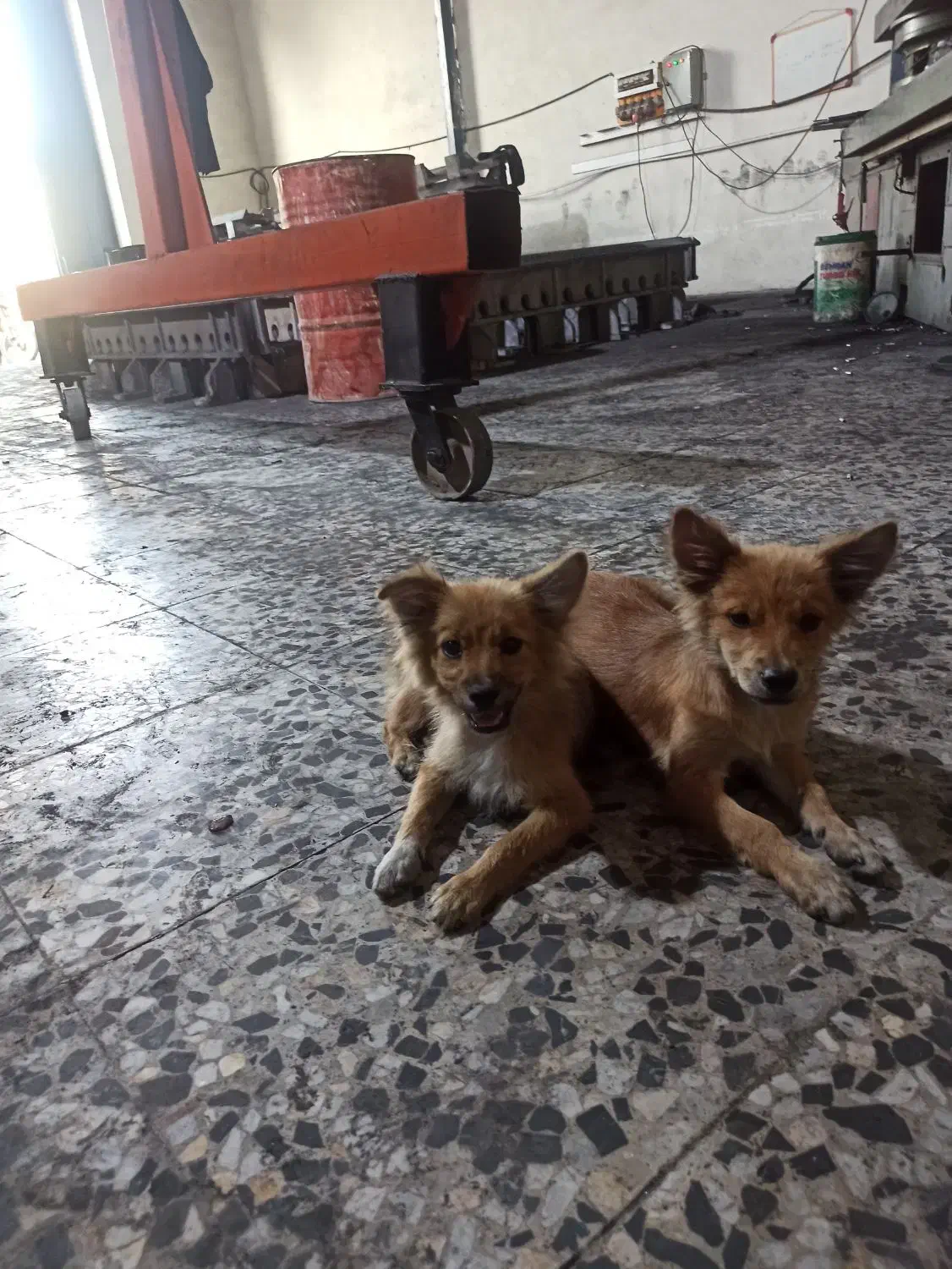 واگذاری|سگ|خمینی‌شهر, |دیوار