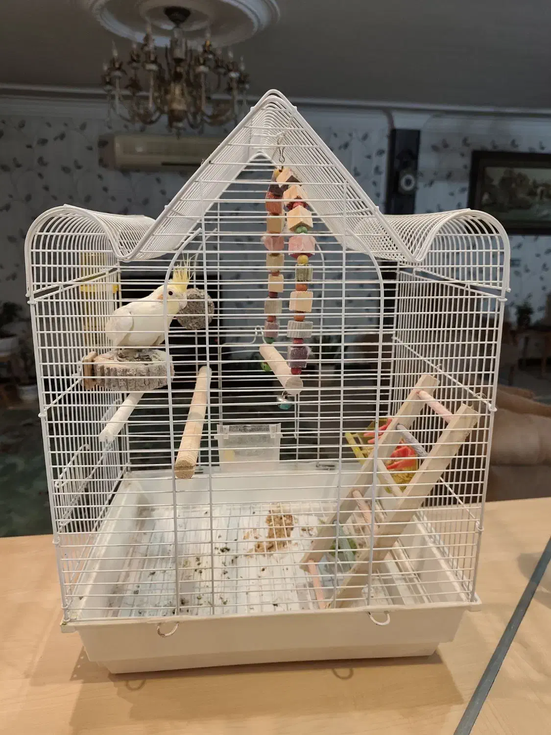 طوطی عروس با قفس نو ولوازم کامل|پرنده|هشتگرد, هیو|دیوار