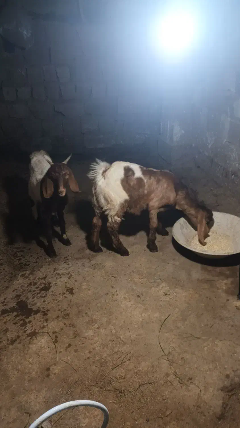 بز بزغاله پاکستانی|حیوانات مزرعه|دابودشت, |دیوار