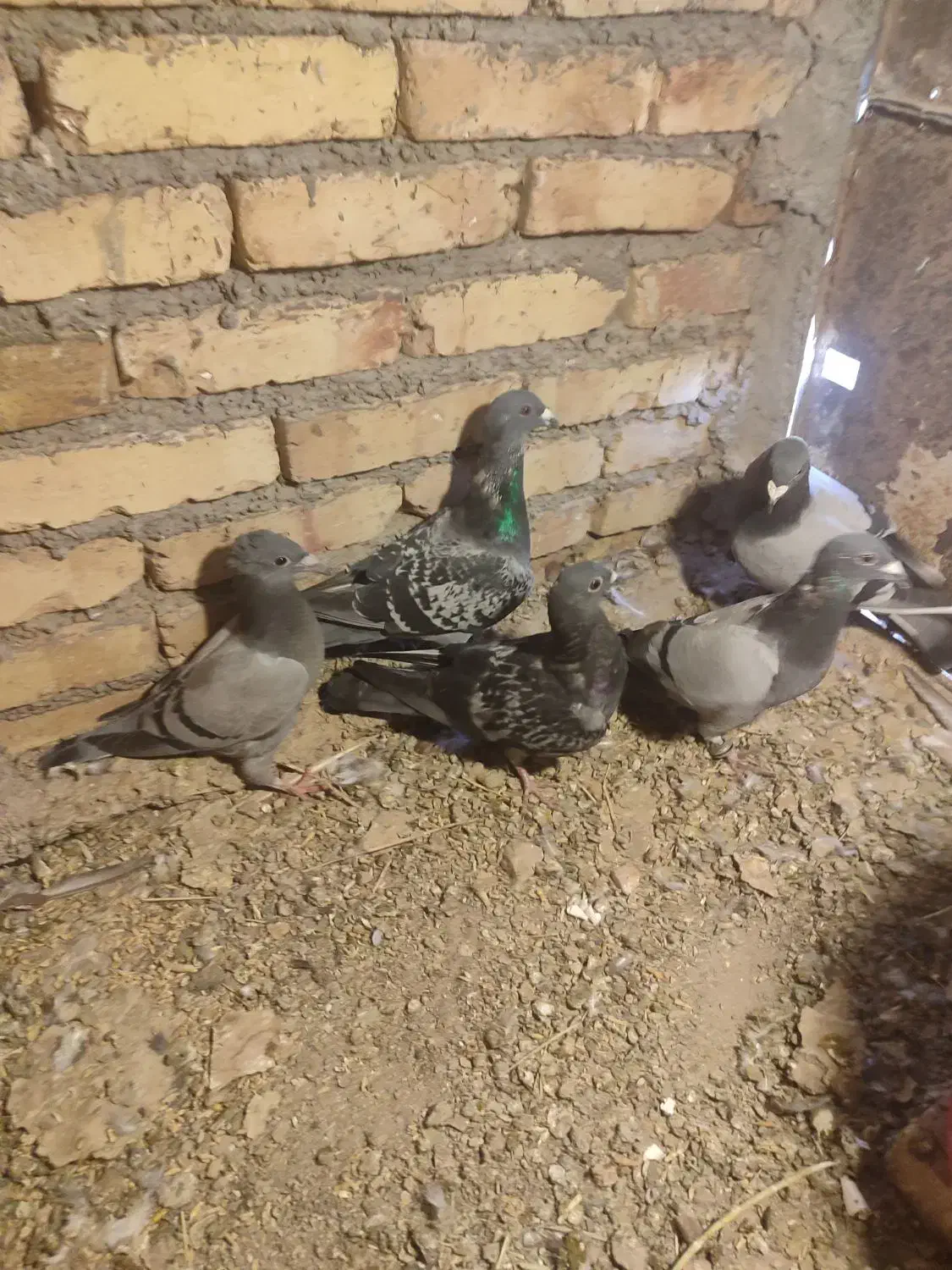 کبوتر مسافتی|پرنده|مرند, |دیوار