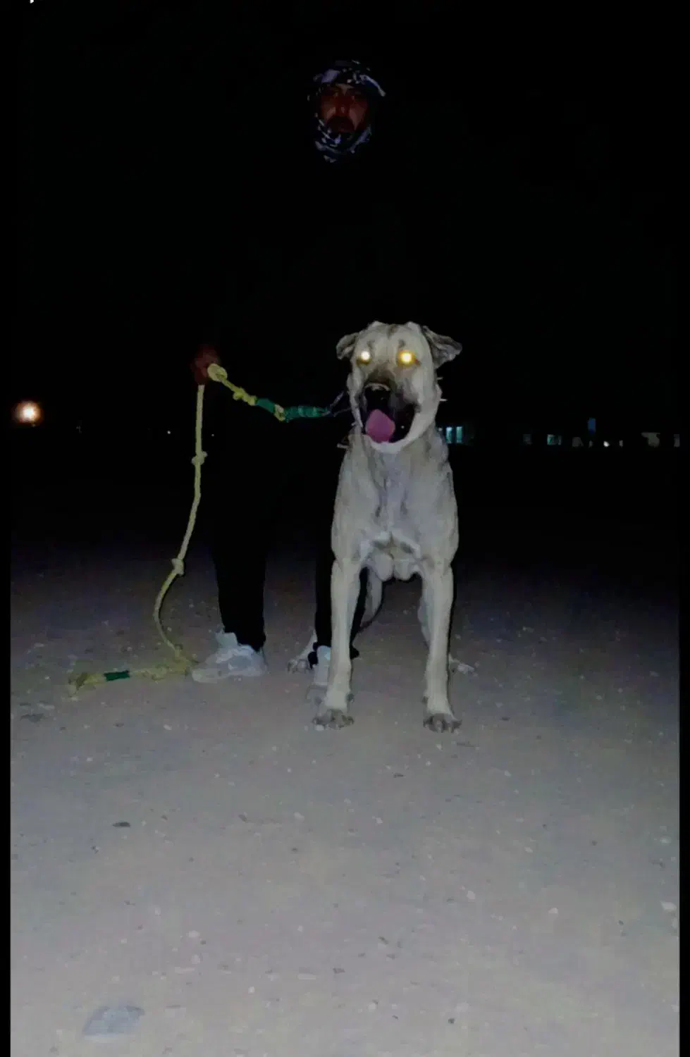 پژدر|سگ|شیروان (خراسان), |دیوار