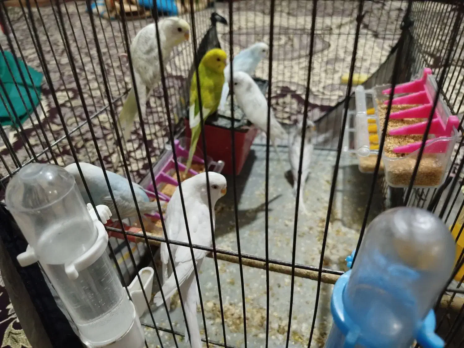 پرنده|پرنده|شهریار, شهرک امیریه|دیوار