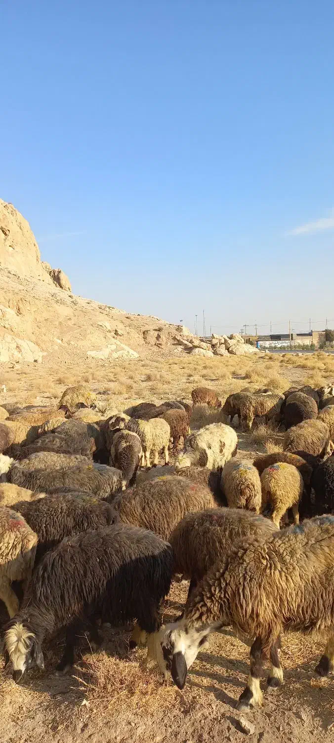 ۱۳۰ راس میش|حیوانات مزرعه|مرودشت, ژیان|دیوار