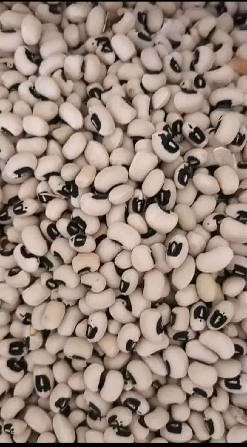 لوبیا چشم بلبلی|خوردنی و آشامیدنی|شیراز, صنایع الکترونیک|دیوار