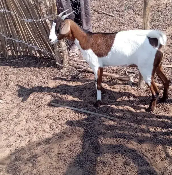 یک عدد کهر ماده فروش|حیوانات مزرعه|مهران (هرمزگان), |دیوار