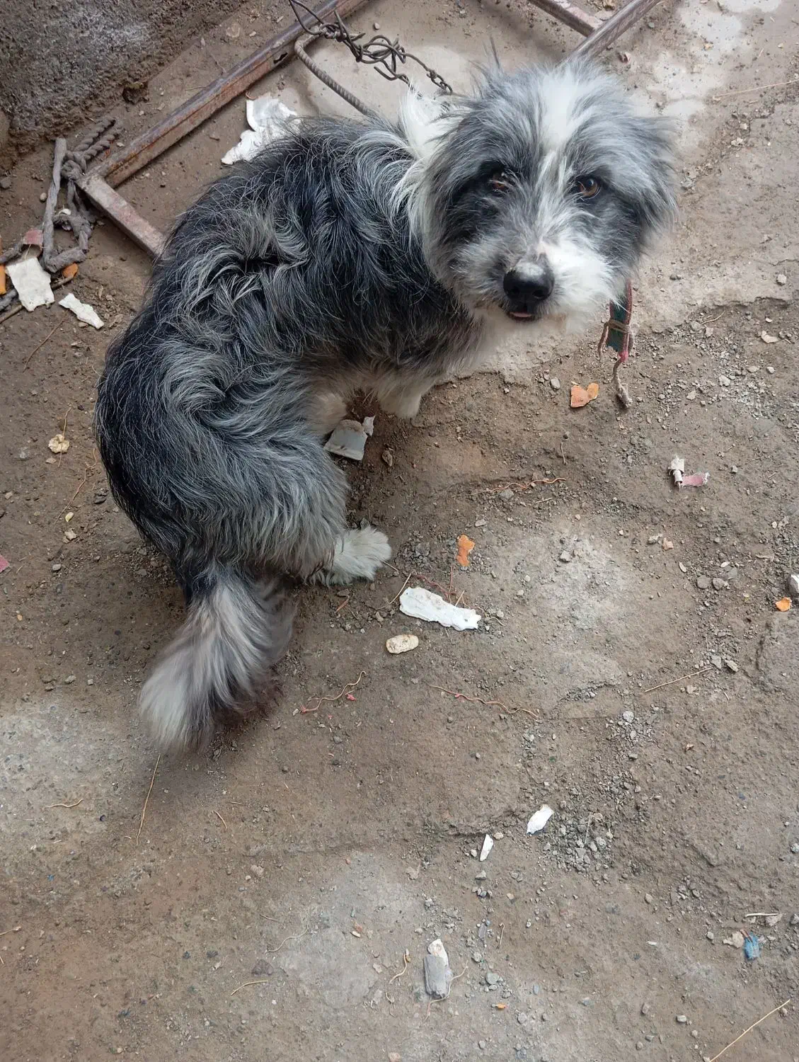 یک عدد سگ بازیگوش|سگ|بیرجند, |دیوار