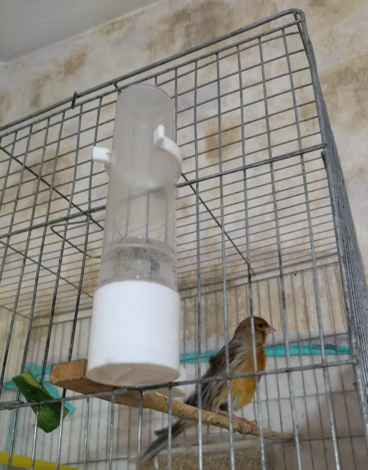 تعدادی قناری نر و ماده|پرنده|شیراز, زرهی|دیوار