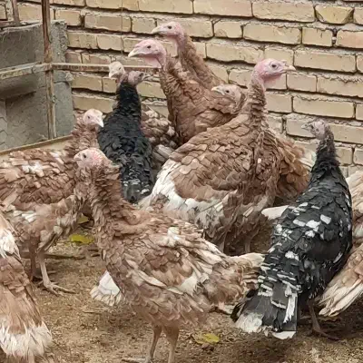 15بوقلمون|حیوانات مزرعه|سمیرم, |دیوار