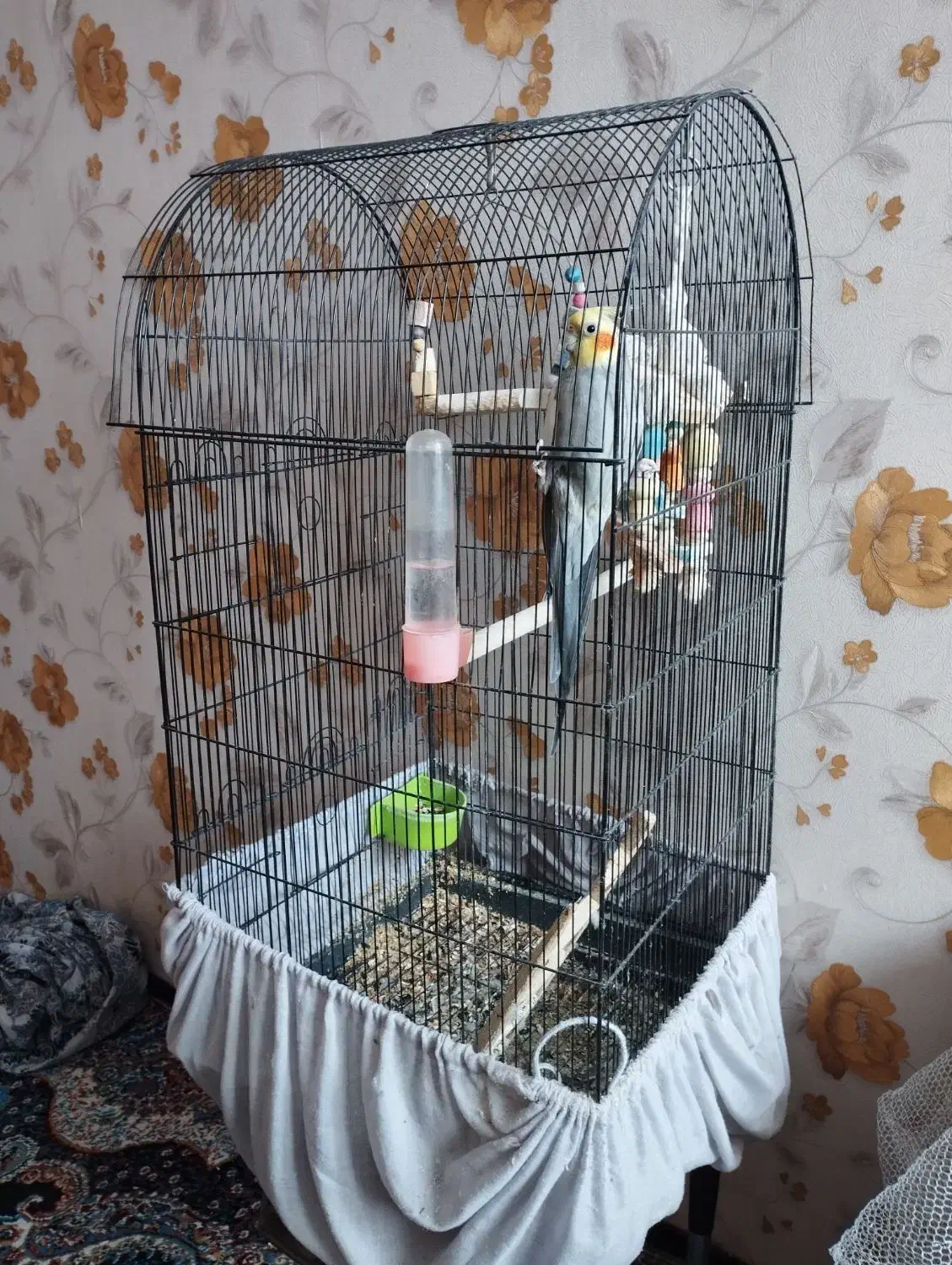 عروس هلندی|پرنده|باقرشهر, |دیوار