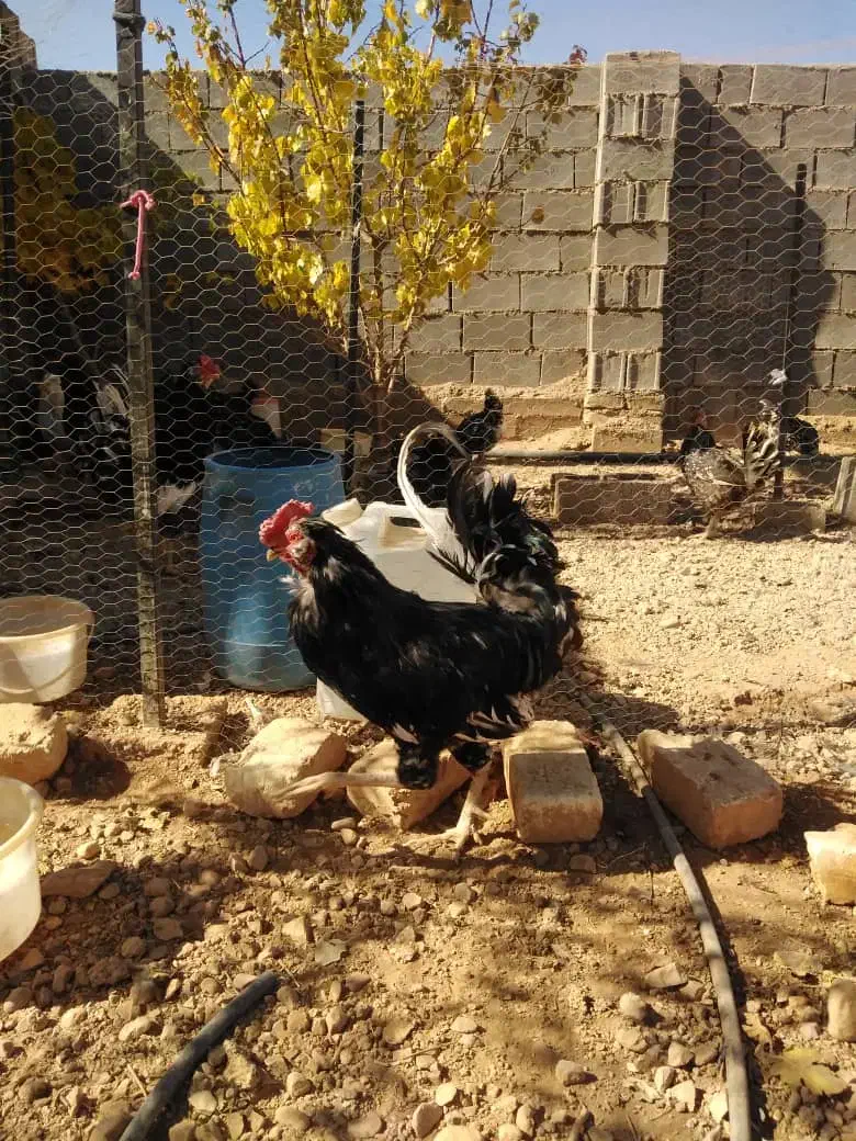 خروس گلین خال سوزنی|حیوانات مزرعه|شیراز, شهرک گلستان|دیوار