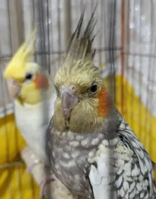 عروس هلندی|پرنده|تالش, تالش|دیوار