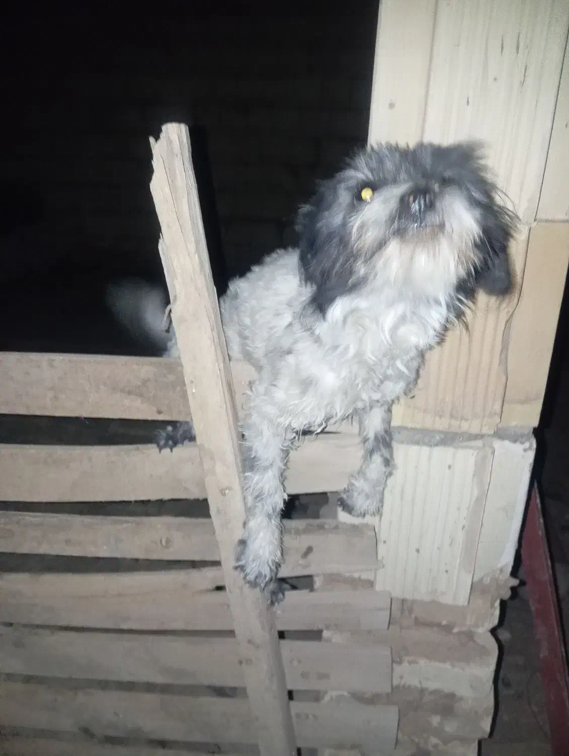 سگ پاکوتاه|سگ|زارچ, |دیوار