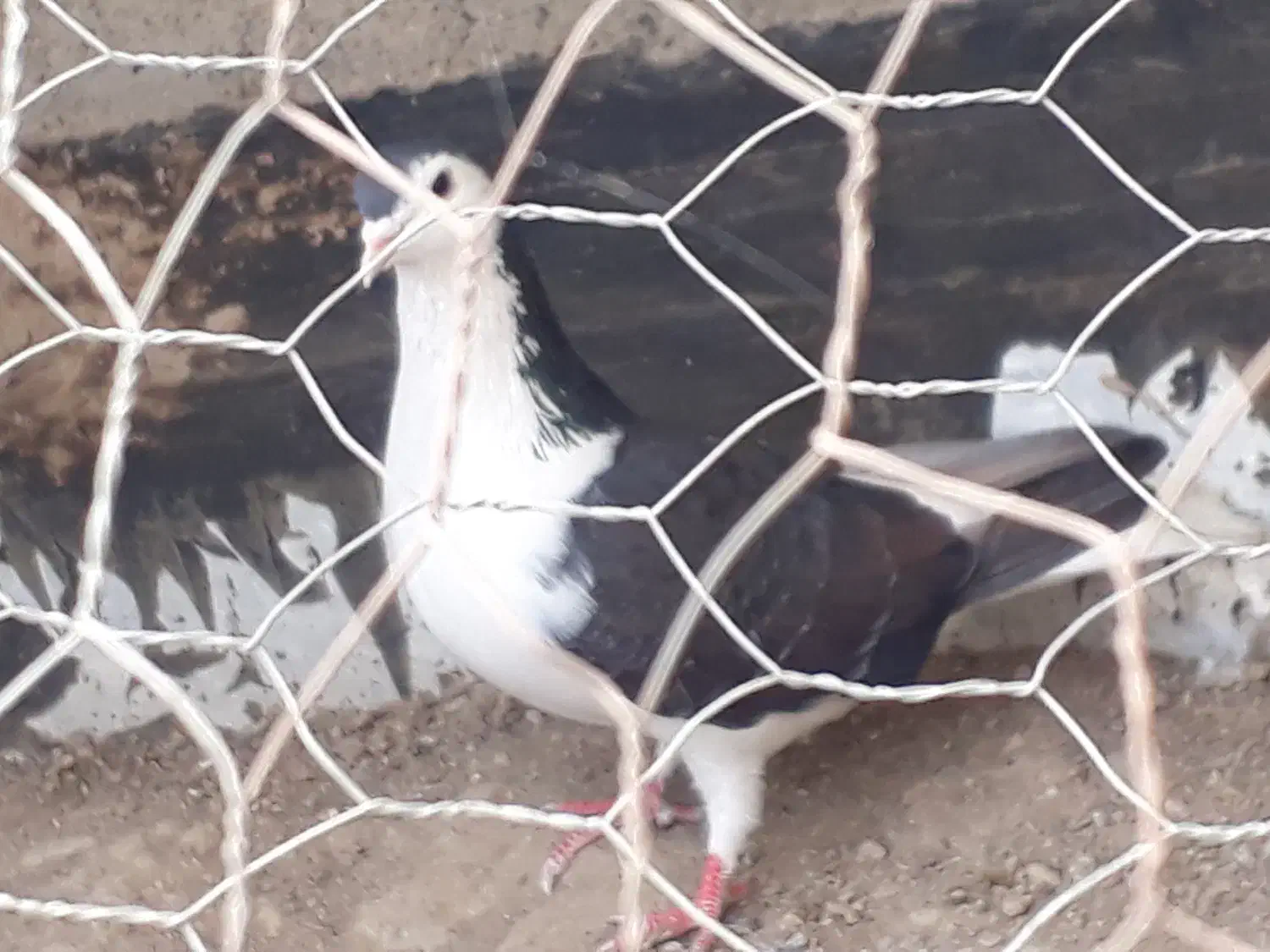 کفتر جفت ساده اتیشی وساده سیاه|پرنده|رضویه, |دیوار