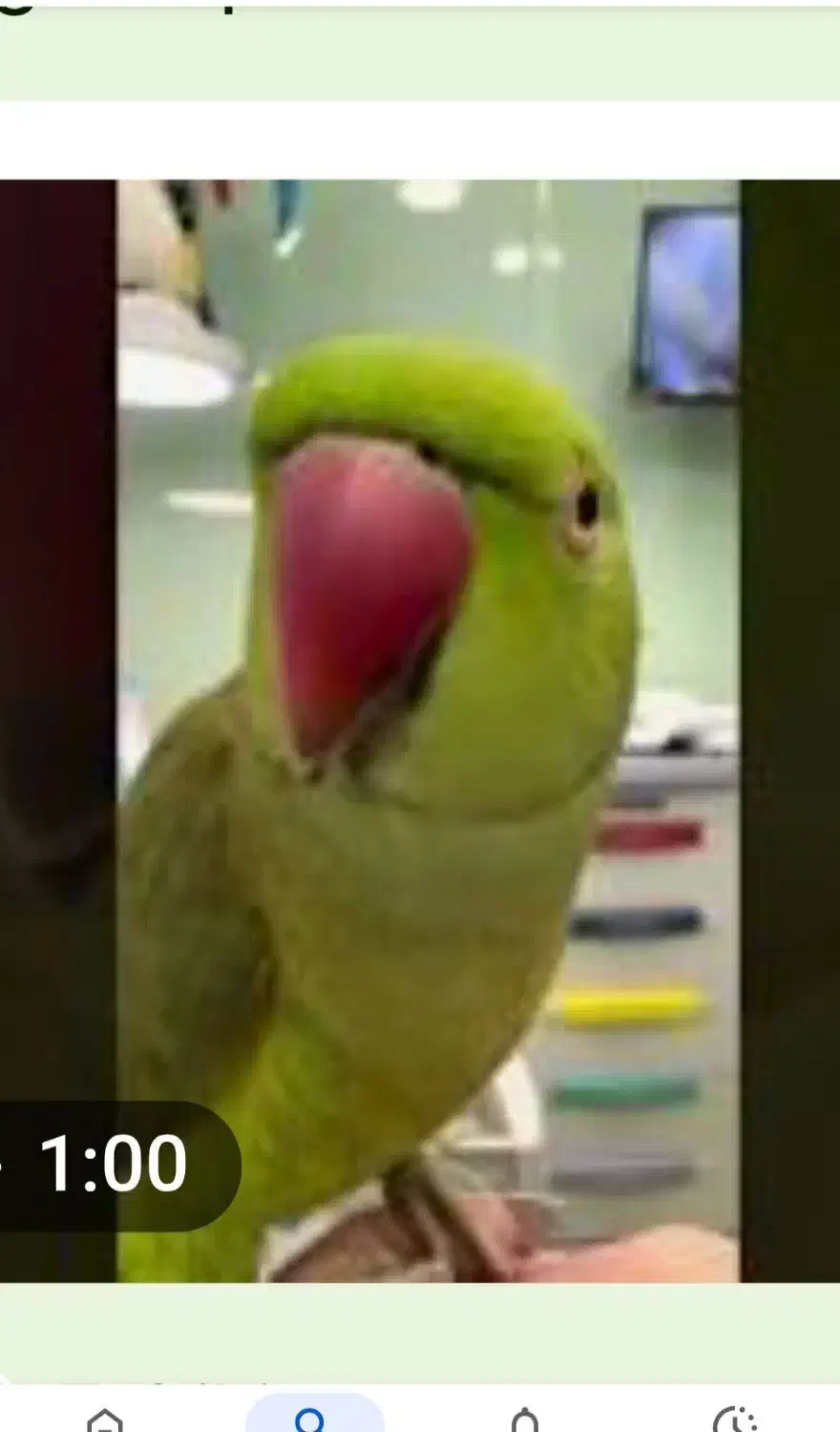 مژدگانی به یابنده|حیوانات|اردبیل, |دیوار