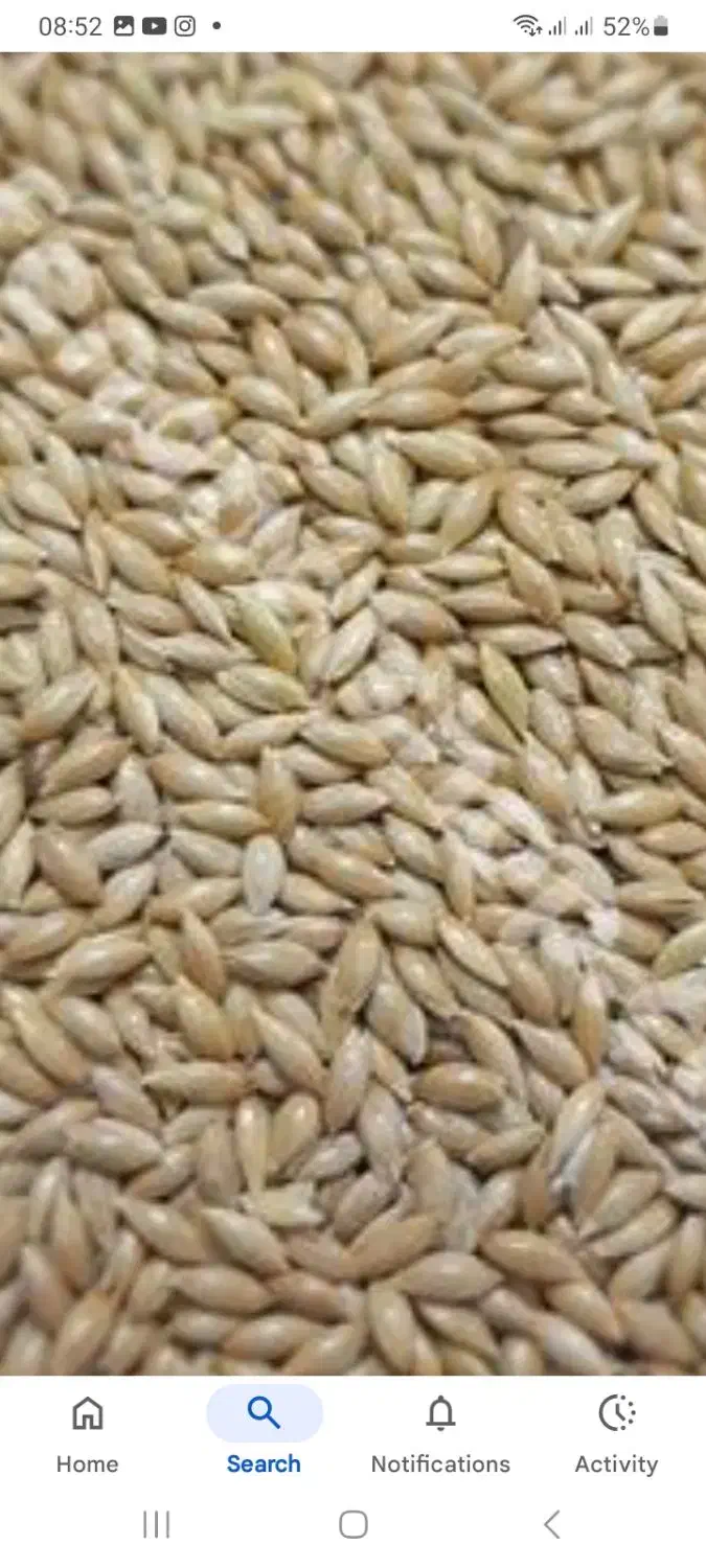 دانه کتان|لوازم جانبی حیوانات|کرج, فاز ۴ مهرشهر|دیوار