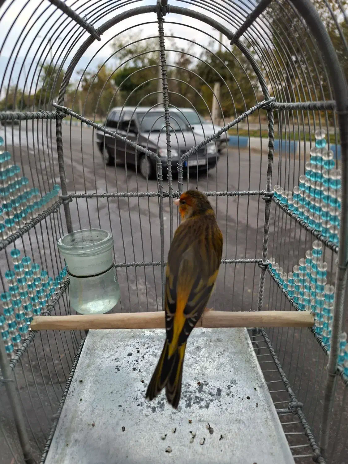 سهره قناری نازار مست مست|پرنده|بروجرد, |دیوار