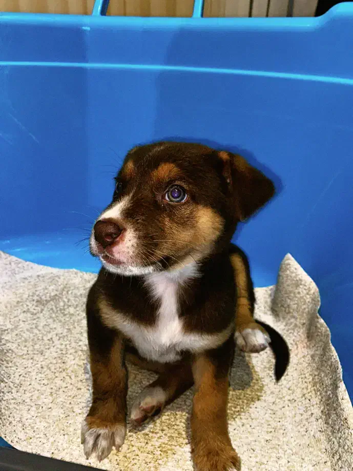 واگذاری پیت بول|سگ|سمنان, |دیوار